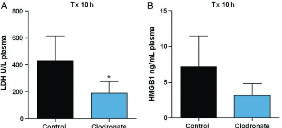 Figure 6: TNF- α level is reduced upon macrophage depletion during late reper- reper-fusion