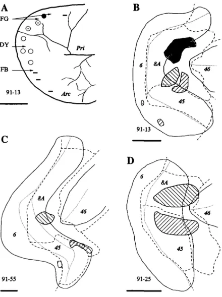 Fig. 1. Injection locations in the three cases. A: Draw- Draw-ing from the photograph taken durDraw-ing the experiment illustrating the results of microstimulation