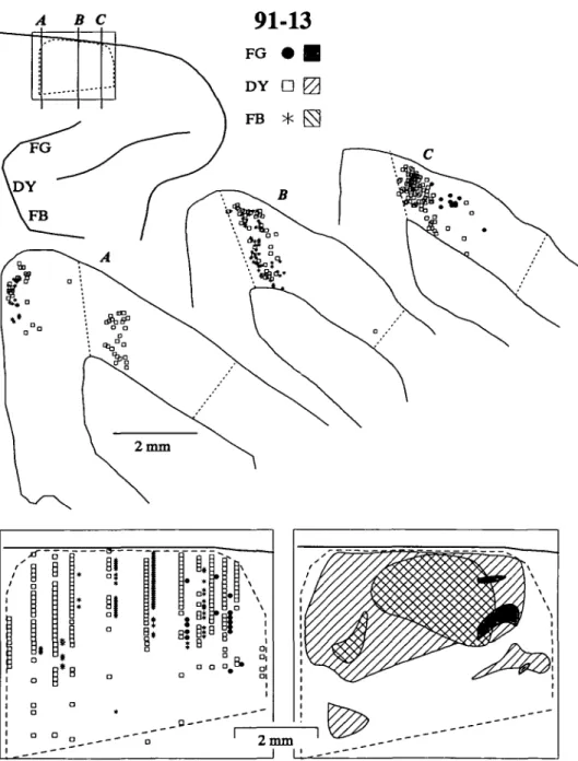 Fig. 2. The distributions of retrogradely labeled neurons in the SEF after  injec-tions of different tracers into medial, middle, and lateral locations of the FEF in monkey 91-13