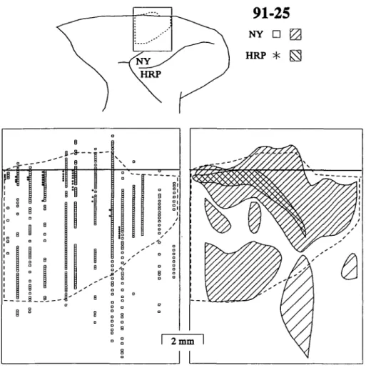 Fig. 4. Distributions of neurons labeled by tracer injections into medial and lateral FEF in monkey 91-25