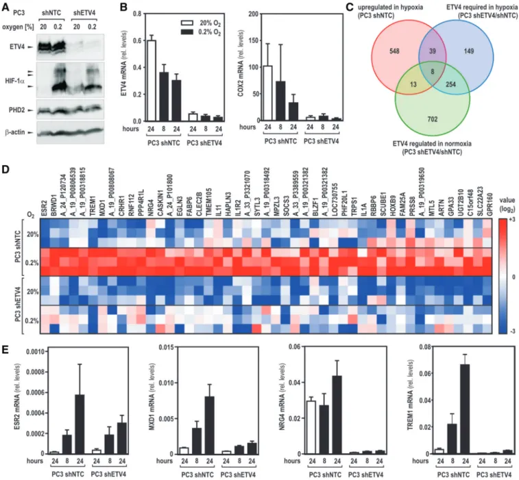 Figure 6. Genome-wide microarray expression analysis reveals a broad role for ETV4 in HIF mediated hypoxic gene regulation