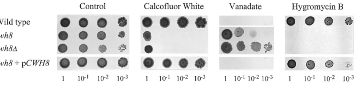 Fig. 1. The CWH8 locus affects the sensitivity of cells to Calcofluor white, vanadate, and hygromycin B