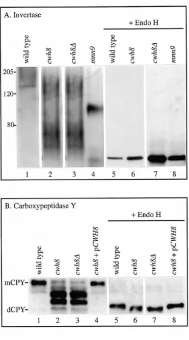 Fig. 3. The CWH8 gene. (A) Isolation of the CWH8 gene. A 6.4 kb DNA fragment isolated from the yeast genomic library (upper line) was subcloned into various fragments that were tested for their ability (+) or inability (-) to complement the Calcofluor whit