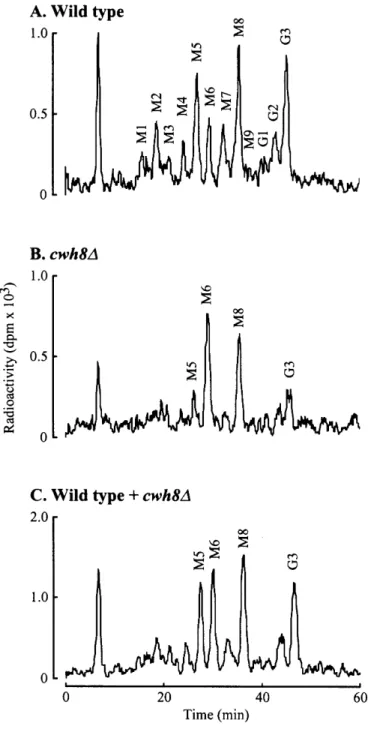 Fig. 7. cwh8 ∆  membranes contain much less dolichol-linked