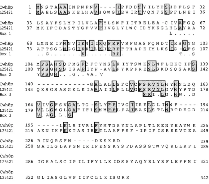 Fig. 8. Cwh8p shows homology with phosphate binding sequences. Alignment of Cwh8p with a Treponema denticola phosphatase (Altschul et al., 1990; Ishihara and Kuramitsu, 1995; GenBank accession number L25421) and with three short stretches of amino acids th