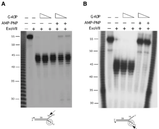 Figure 4. G40P protection of the ssDNA arms of a forked molecule. G40P (12.5 and 25 nM) was incubated with 2 nM of double-arm substrate labelled at the 5′ end (A) or at the 3′ end (B) of the duplex in the presence or in the absence of 1 mM AMP-PNP