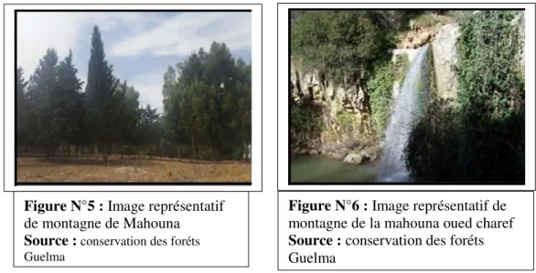 Figure N°6 : Image représentatif de  montagne de la mahouna oued charef  Source : conservation des foréts  Guelma 
