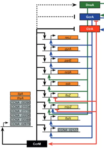 Figure 8. Model for the CcrM-dependent activation of essential genes containing conserved GANTC motifs in their promoter