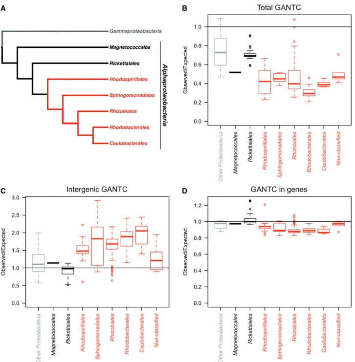 Figure 2. Conservation of CcrM in Alphaproteobacteria and distribution of GANTC motifs in their genomes