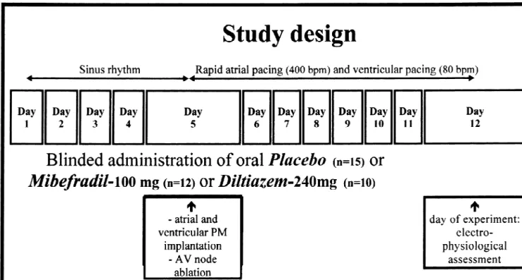 Fig. 1. Schematic outline of study design. PM5pacemaker. Mibefradil, placebo or diltiazem were received in coded bottles and administered as a single morning dose, beginning 4 days before the onset of rapid-pacing and continuing during the 7-day rapid-paci