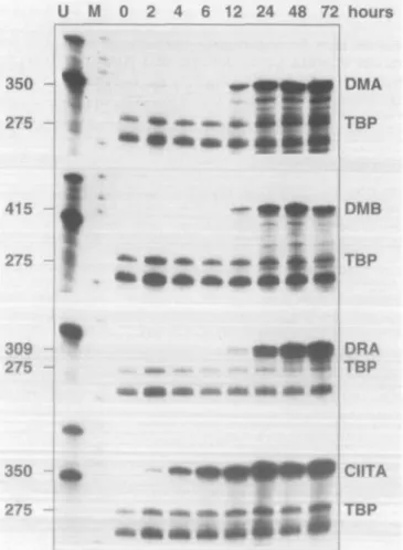 Fig. 1. Time course of HLA-DMA and -DMB mRNA induction in HeLa cells treated with IFN-y