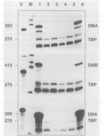 Fig. 3. Restoration of DMA and DMB expression in cell lines from patients with BLS by the relevant regulatory genes