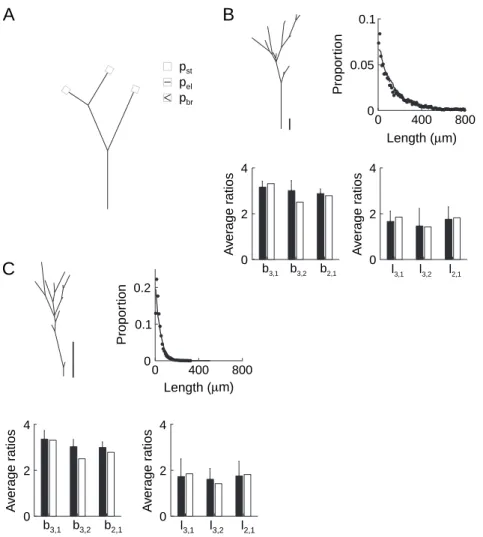 Figure 9. Random branching model of the distal part of axonal trees. (A) Branching model (Galton--Watson branching process)