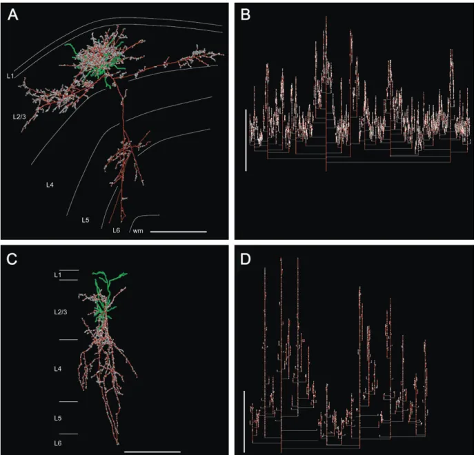 Figure 3. Coronal view of reconstructed neurons and the dendrogram of their axonal trees