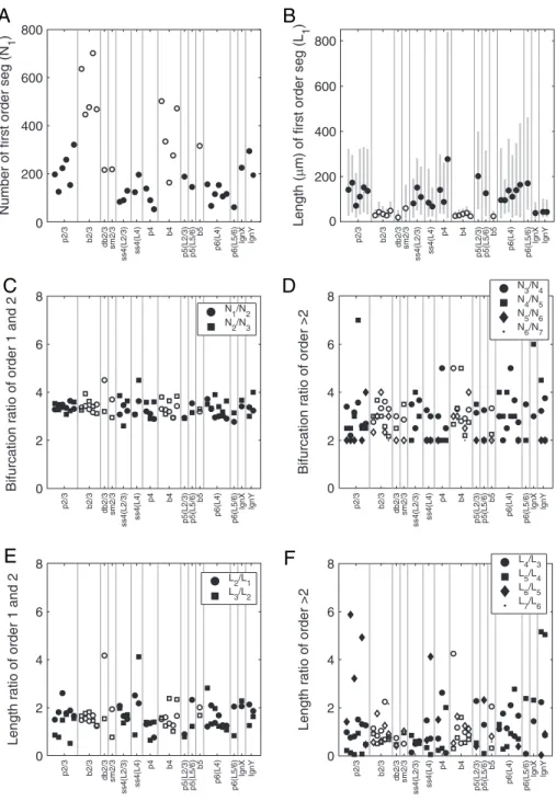 Figure 6. Horton--Strahler analysis of axonal trees. (A) Number of first order segments (i.e