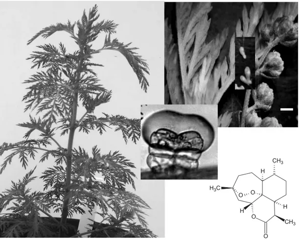 Fig. 1. Exomorphology of Artemisia annua. Left: 2-month old Artemisia annua plant (grown from Artemis seed, Mediplant, Switzerland)