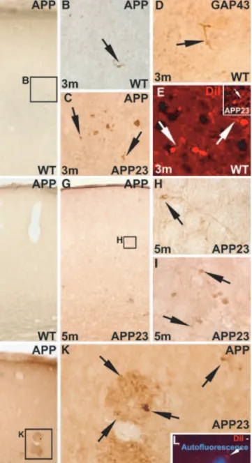 Fig. 7 Sprouting and degenerating axons in the frontocentral cortex of wild-type (wt) and APP23 mice