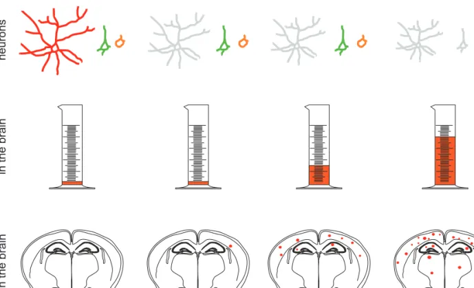 Fig. 8 Neurodegeneration in APP23 mice begins when Ab-aggregates can be detected as plaques for the first time at 5 months of age.