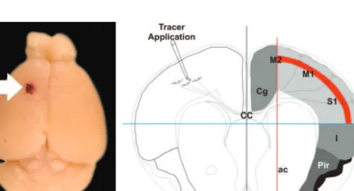 Fig. 1 Application site of the DiI tracer in the mouse brain and region of interest for the analysis of traced commissural neurons