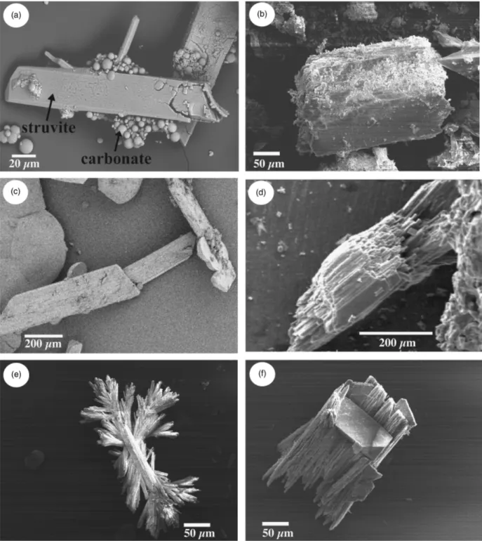 Fig. 2. Morphology of struvite crystals as observed by scanning electron microscopy (SEM): (a) overview showing struvite and carbonate crystals; and (b–f) isolated struvite crystals with different morphologies.