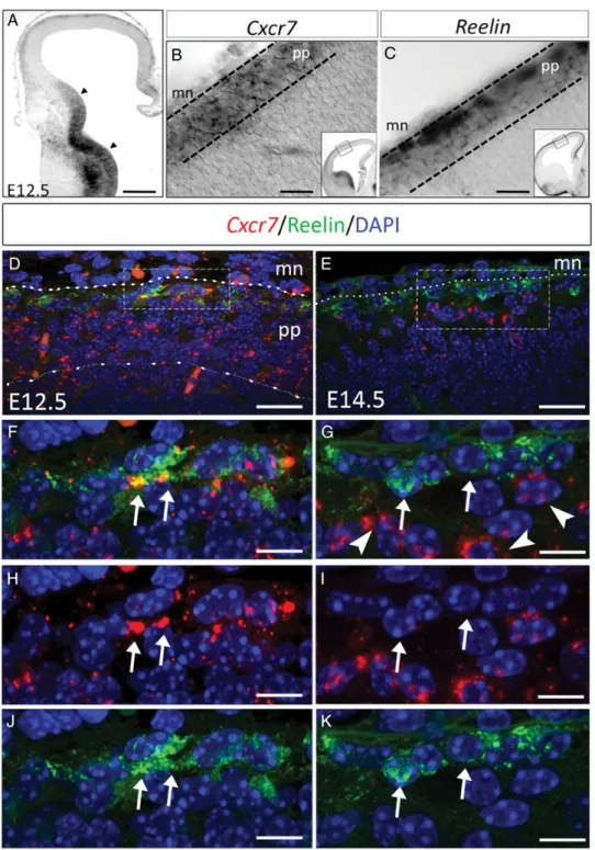Figure 1. Dynamic regulation of Cxcr7 expression in the developing pallium. ( A ) At E12.5, Cxcr7 expression is observed in the preplate and ganglionic eminences (arrowheads).