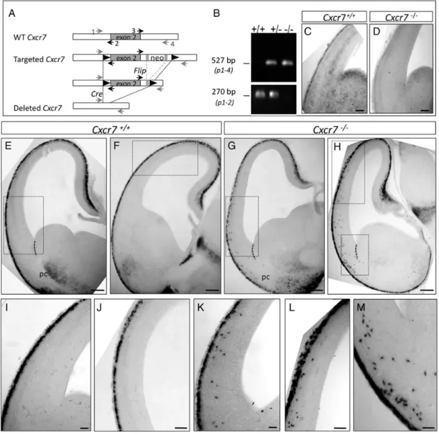 Figure 2. CXCR7 is necessary for the localization of a subpopulation of CR cells at E14.5