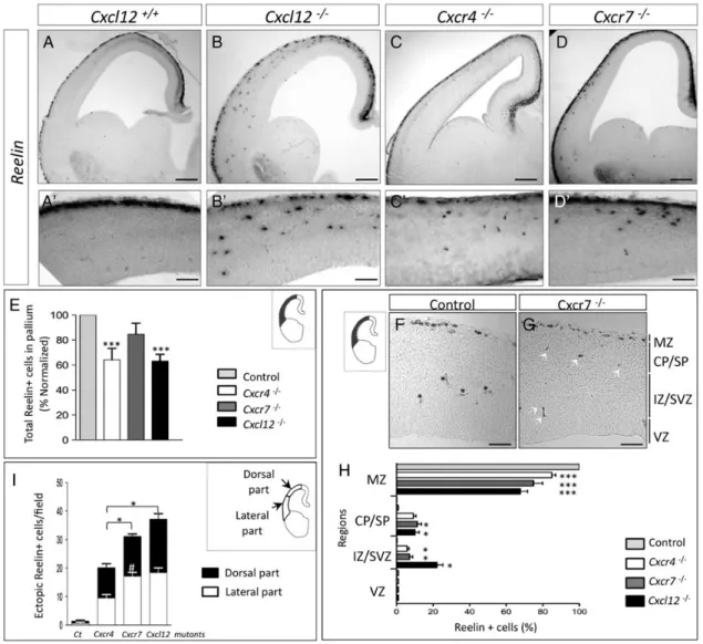 Figure 3. Comparison of abnormal localization of CR cells within Cxcl12 −/− , Cxcr4 −/− , and Cxcr7 −/− mutants