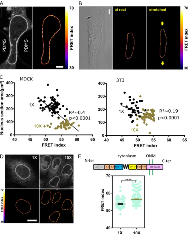 Figure S2. Effects of mechanical perturbations on the CH mutant and nesprin with sensor between SR2 and 55 constructs