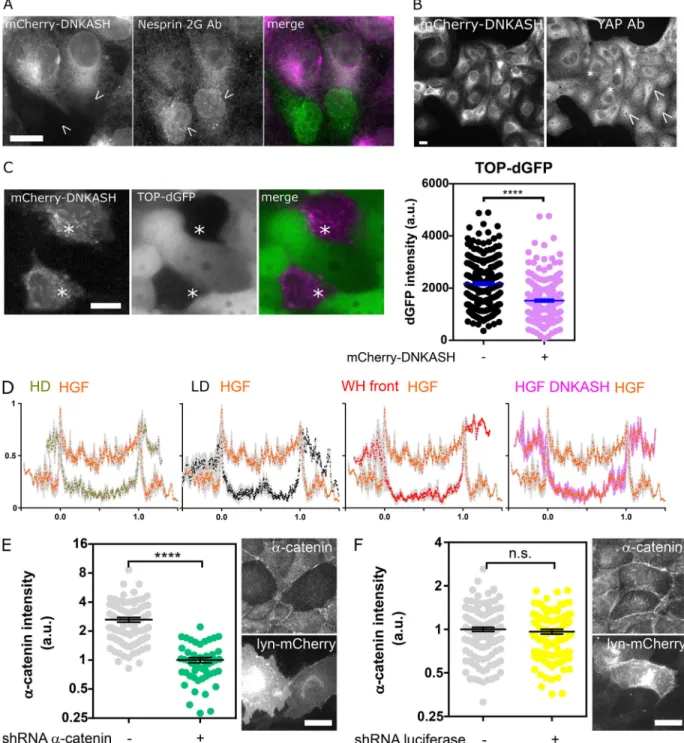 Figure S4. Validation and specificity of the DNKASH construct and α -catenin depletion