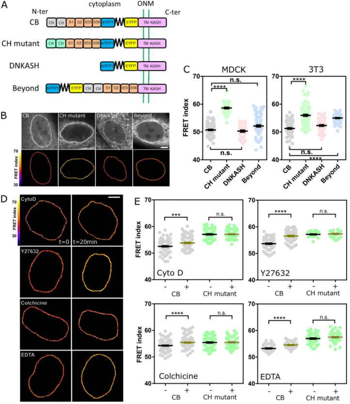 Figure 1. Nesprin is under cytoskeleton-dependent tension. (A) Schematics of the nesprin constructs
