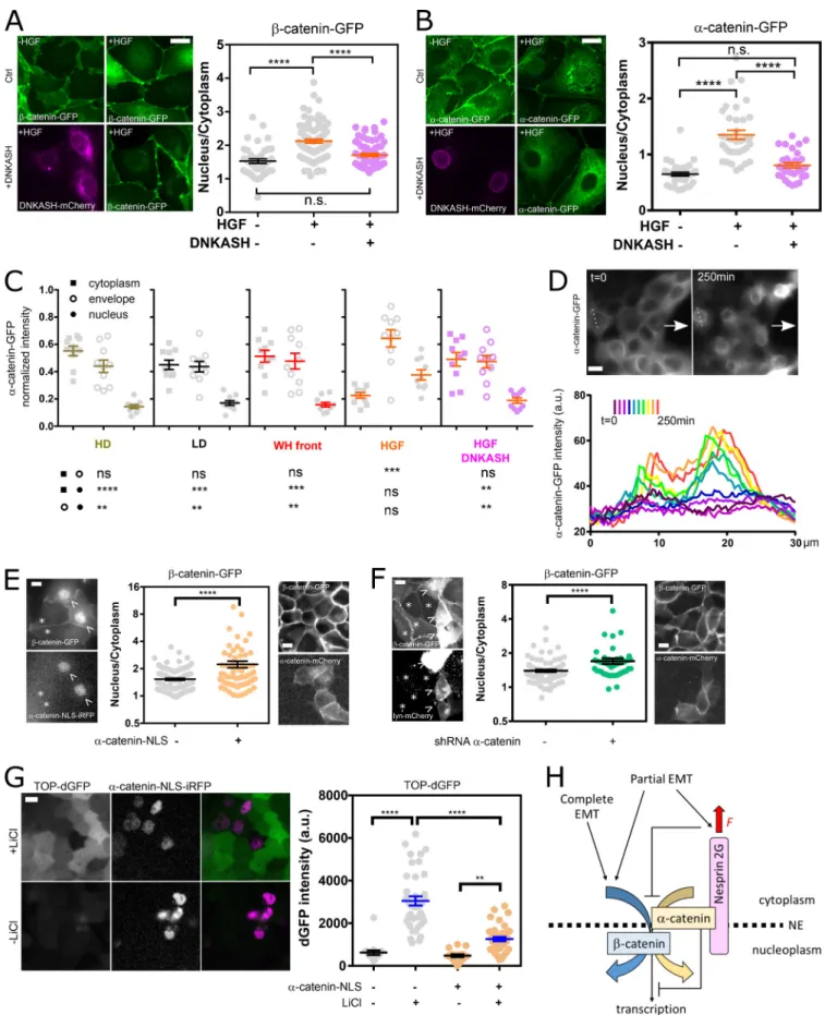 Figure 4. Nesprin tension regulates catenin nuclear translocation. (A) Left: MDCK cells stably expressing β -catenin-GFP with and without mCherry- mCherry-DNKASH, with and without HGF addition