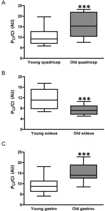 Figure 3.  Respiratory capacity and control through mitochondrial complex  I (CI). Submaximal state 3 respiratory capacity specific to CI (P CI ) when  con-trolling for CI protein expression with age in (A) quadricep, (B) soleus, and (C)  gastrocnemius ske