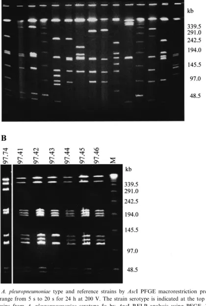 Fig. 1. A: Comparison of A. pleuropneumoniae type and reference strains by AscI PFGE macrorestriction pro¢les