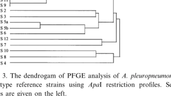 Fig. 3. The dendrogam of PFGE analysis of A. pleuropneumoniae serotype reference strains using ApaI restriction pro¢les