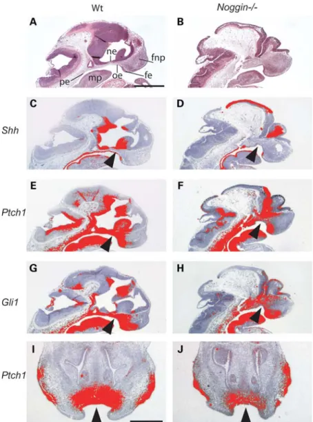 Figure 3. Decreased Shh signal transduction in the oral region of Noggin 2/2 mice. (A–H) Sagittal sections through the midline region of WT and Noggin 2/2 mice