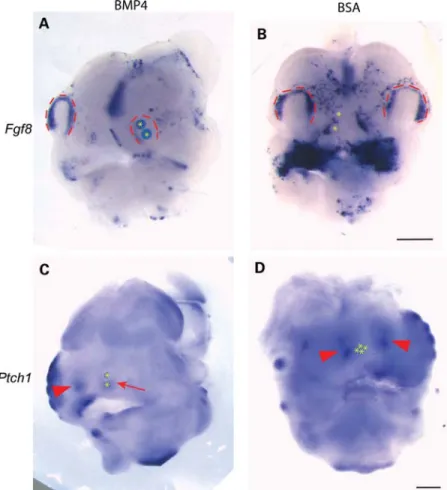 Figure 4. BMP4 downregulates Fgf8 and Ptch1 in the developing mouse face. (A– D) WT mouse heads cultured overnight with beads impregnated with BMP4 or BSA