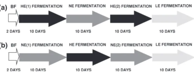 Fig. 1. Overview of intestinal fermentation experiments during different fermentation periods