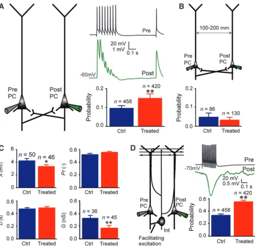 Figure 1. Hyperconnectivity of local microcircuitry. (A) Increased probability of direct connection between layer 5 PCs in a cluster