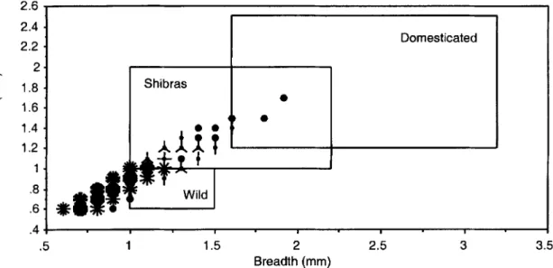 FIGURE  5.  Thickness  vs. breadth dimensions for measurable charred P.  glaucum grains from Birimi