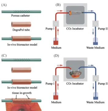 Fig. 1. Scheme for the assembly of an in vivo bioreactor model (A); cell delivery test model, 10 7 rat chondrocytes were added into the medium daily