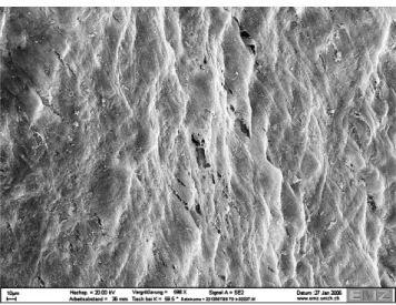 Fig. 2. SEM demonstrating an intact monolayer of epithelial cells on the surface of xenogenic (porcine) ADM wrapped outside DegraPol W scaffold with a continuous medium flow inside after 2 weeks