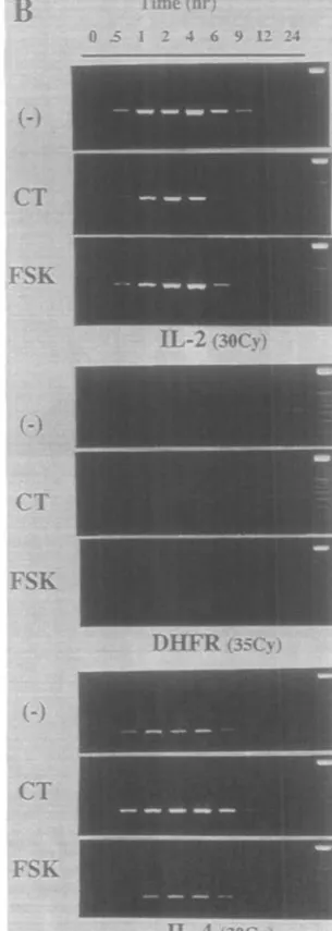 Fig. 3. Effect of FSK and CTon the productionof IL-2 and IL-4 from actrvatedOD4 + Tc»fls