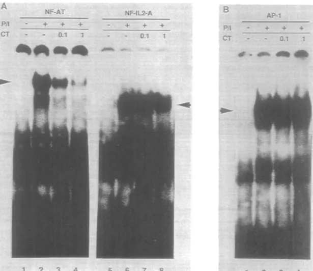 Fig. 8. Interaction of nuclear proteins present in nuclear extracts from activated CD4 +  T cells with the NF-AT and NF-IL-2-A binding sites of the murine IL-2 promoter and an AP-1 consensus sequence