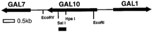Figure 1. Map of the GAL10 locus. Indicated are the GAL7, GAL1, GAL10 genes (arrows), relevant restriction sites (SalI, HpaI, EcoRI, EcoRV), the DNA segment used to generate strand specific probes (black bar), and a size marker (0.5 kb, open box)