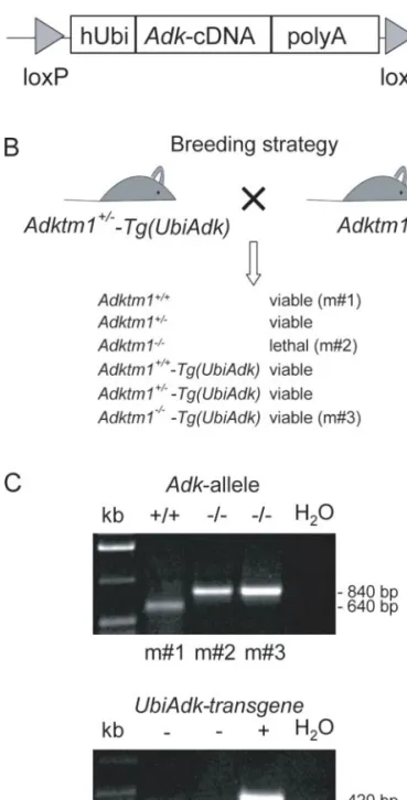 Fig. 1 Generation of Adktm1 / -Tg(UbiAdk) mice. (A) The short isoform of mouse Adk-cDNA was inserted between a human ubiquitin promoter (hUbi) and an SV40 poly(A) sequence (polyA).