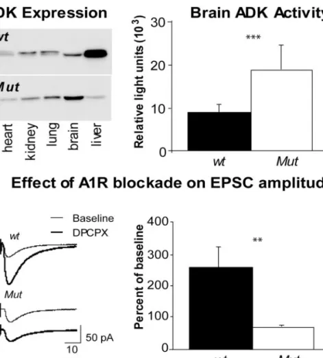 Fig. 2 Increased brain ADK expression and activity in Adktm1 / -Tg(UbiAdk) mice. (A) Western blot analysis of aqueous protein extracts derived from various organs from adult wild-type (wt) and Adktm1 / -Tg(UbiAdk) mice (Mut)
