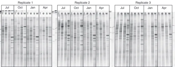 Fig. 1. Polyacrylamide gels showing rRNA gene amplicon profiles obtained by denaturing gel electrophoresis of bacterial samples taken within a freshwater marsh