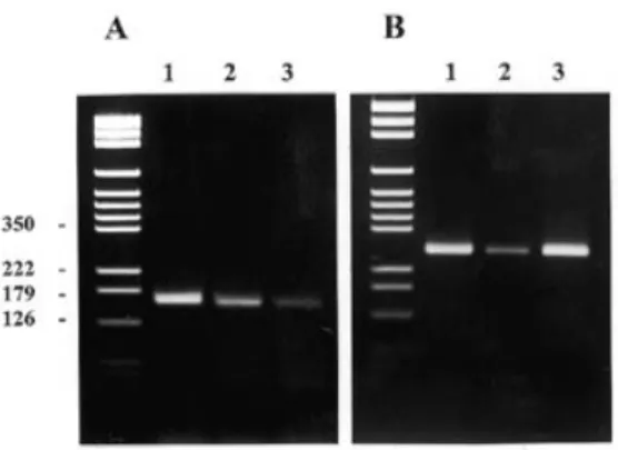 Figure 2. (A) RT-PCR analysis of the three planarian actin isoforms DpAct1 (lane 1), DpAct2 (lane 2) and DpAct3 (lane 3) obtained by MIR-PCR showing their relative expression levels