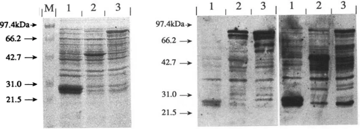 Fig. 4. Expression of Echinococcus multilocularis and is. granulosus antigens as fusion proteins with Schistosoma japonicum glutathione S-transferase (GST)