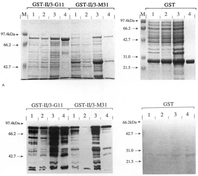 Fig. 5. Affinity purification of recombinant antigens. Total bacterial extracts (Lane 1), soluble fractions (Lane 2), insoluble fractions (Lane 3) and proteins bound to glutathione Sepharose beads (Lane 4) were analysed